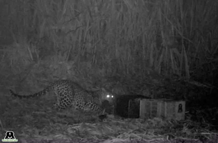 Leopard Cub Reunion: WSOS camera trap footage showed the leopard mother arriving to gather her cub