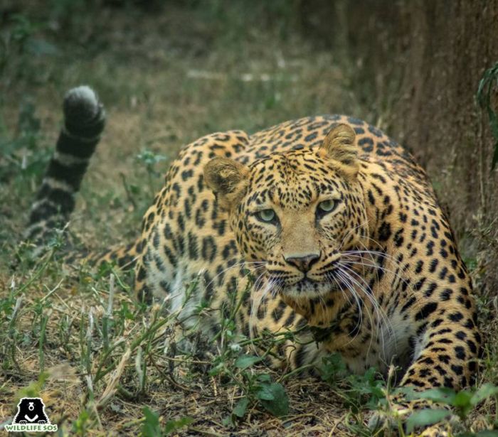 Apart from man-animal conflict, leopards also face threats from superstition-driven beliefs that endanger their lives.