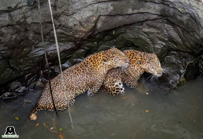 Wildlife SOS Comes To The Rescue Of A Drowning Leopard In Maharashtra - Wildlife  SOS