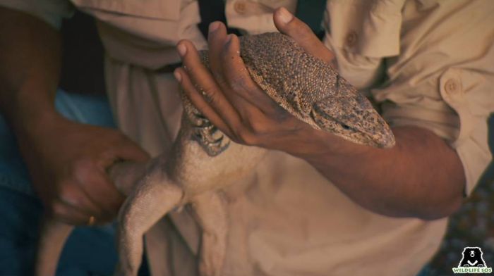 Monitor lizards are poached for their genitalia which are called hatha jodi and are considered an auspicious root.