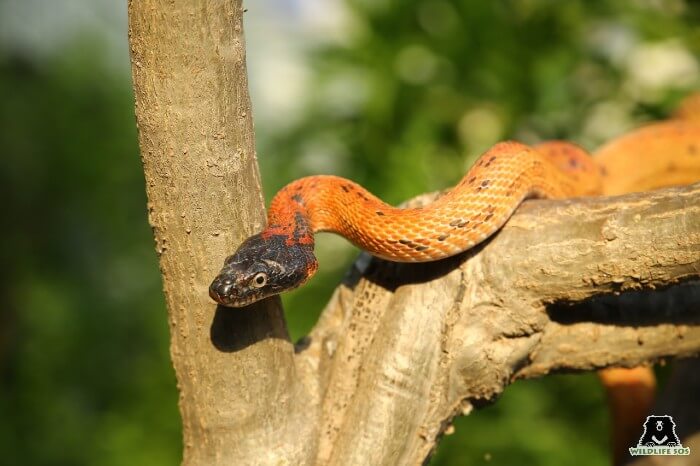 The Black-headed Royal Snake is a non-venomous snake species.