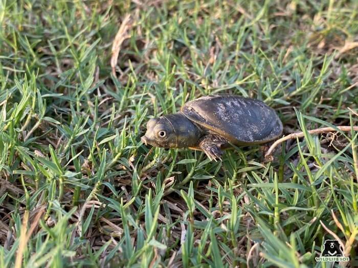 The Indian Soft Shell turtle is granted the same level of protection as the tiger or the elephant! 