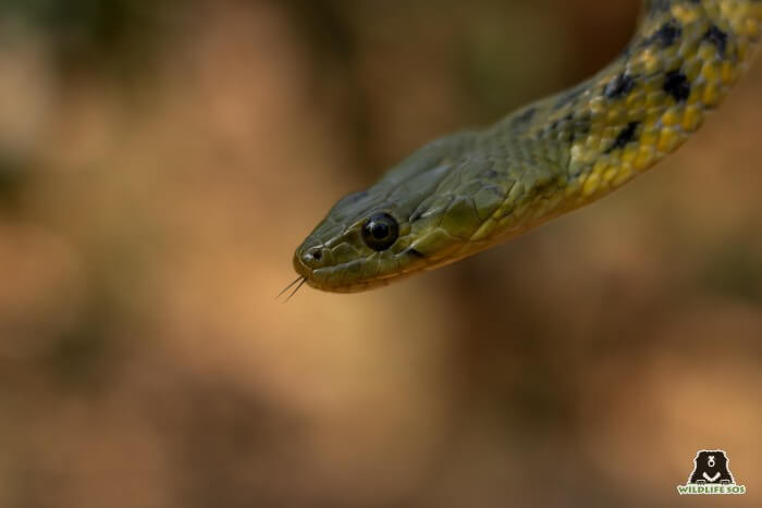 The Checkered Keelback is also known as a water snake.