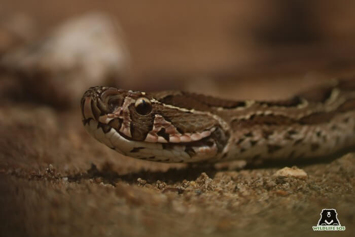 The Russel's Viper is a venomous snake species, protected by the Wildlife Protection Act, 1972. 