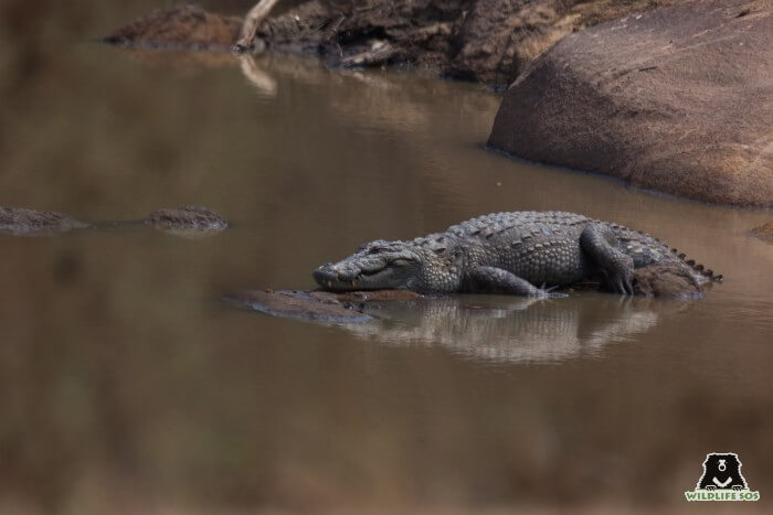 Our rescue teams in Agra and Gujarat rescue crocodiles from grave situations of conflict. 