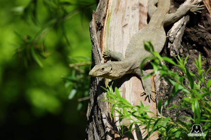 The poaching of Monitor Lizards for superstitious belief has led to rapidly dwindling population for them in the wild.