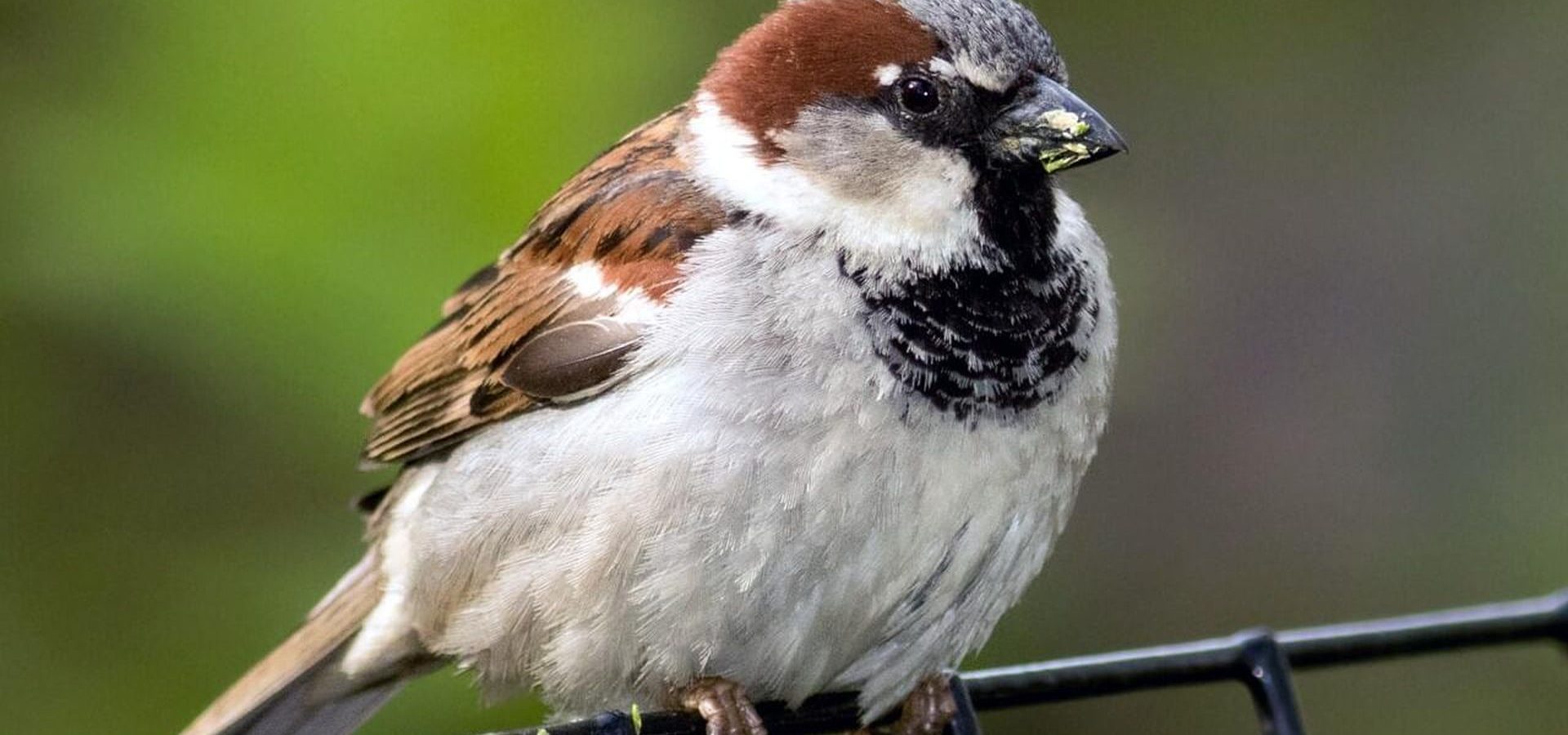 House Sparrow Identification, All About Birds, Cornell Lab of Ornithology