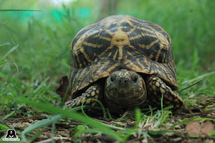 The Star Tortoise's irradiated carapace is what makes it extremely desirable for superstitious  followers.