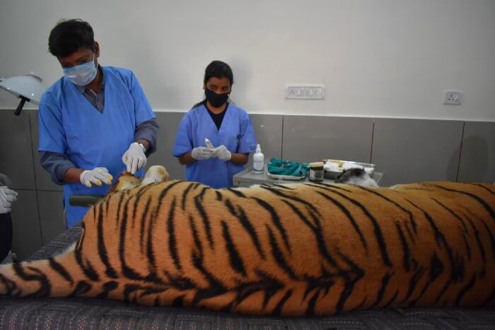 The tiger being treated by VVNP Veterinarian, Dr. Atul Gupta assisted by WSOS veterinarian, Dr. Pooja.