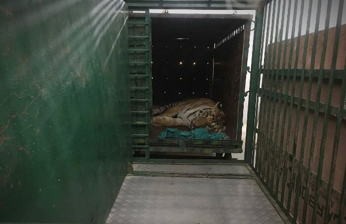 The wild tiger was seriously injured as a result of conflict with local communities.