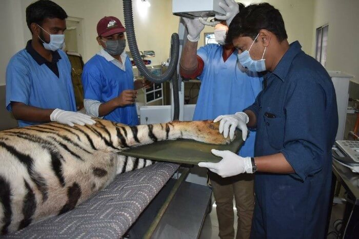 The tiger undergoing an X-ray to assess the condition of the fractures.