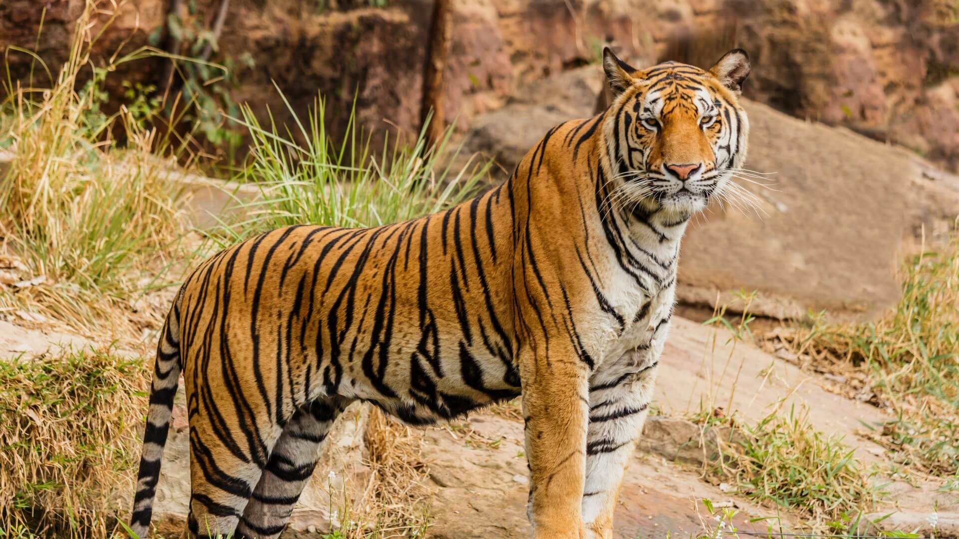 World's second breeding population of Indochinese tigers discovered in  Thailand's forests