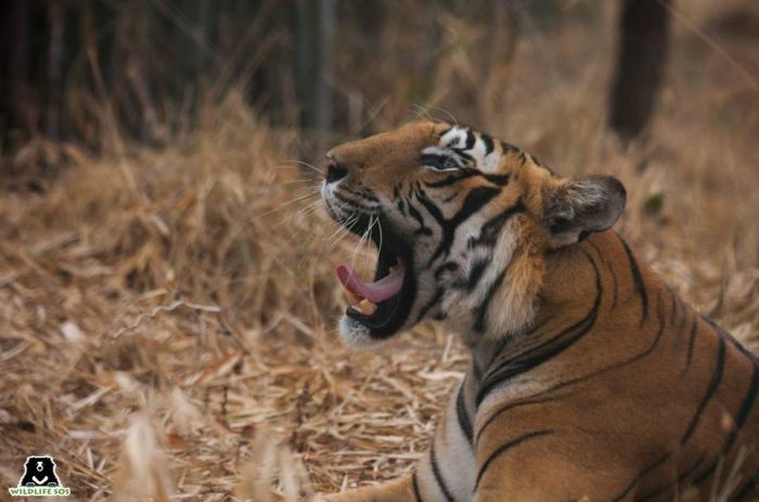 Tiger skins are highly coveted by occultists and their practices, making it one amongst the many reasons for tiger poaching.