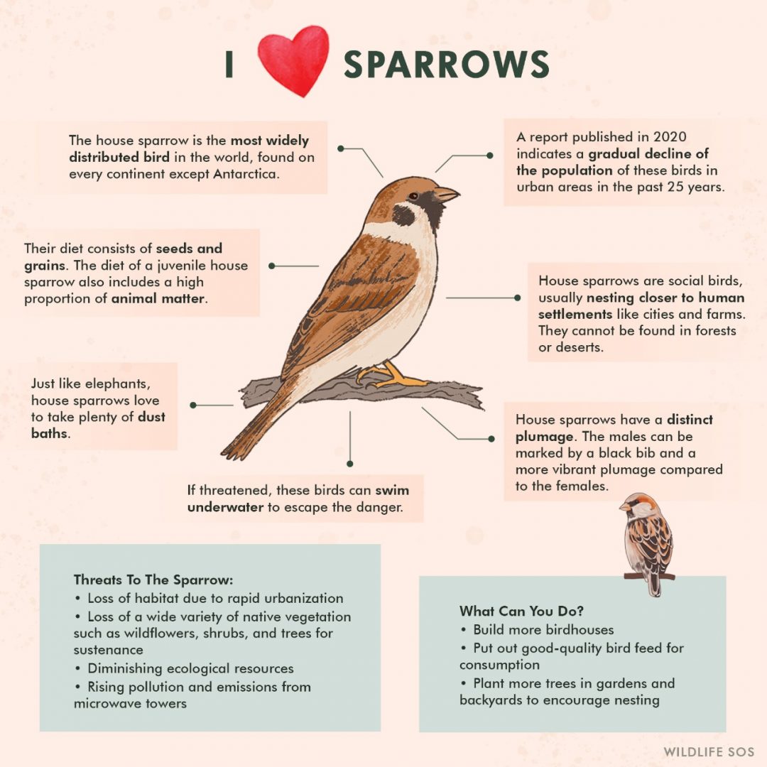 essay about house sparrow in english