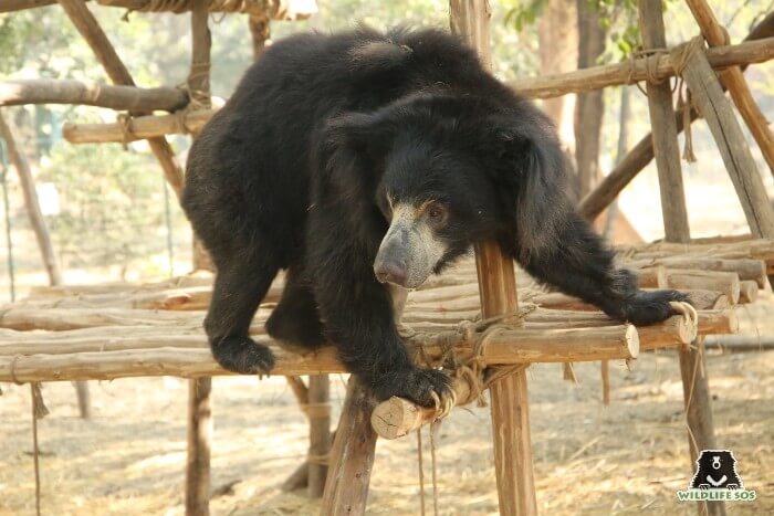 Bean ensured that he made full use of all his structural enrichments in the field.