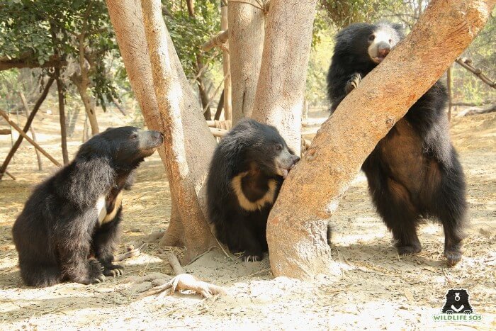 Bean, Rose and Bintha (L to R) on a bright sunny morning in their free-ranging field.