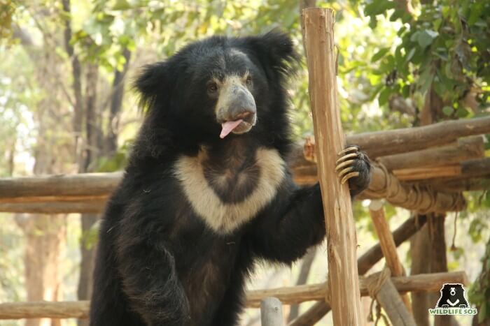 That was Bean's reaction each time that it was time for his evening fruit platter!