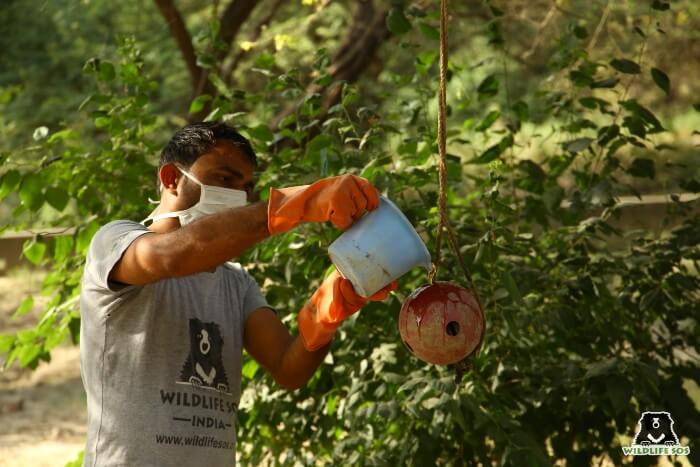 Our bear caregiver pouring some honey onto enrichment balls for our bears.