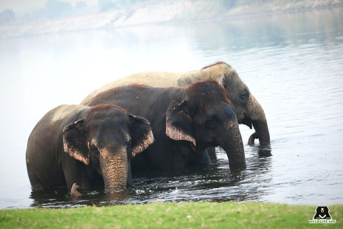 Our resident elephants, Bijli, Chanchal and Laxmi, send you positivity in these difficult times.