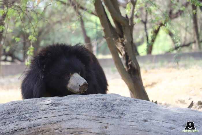 Resident sloth bear, Polly, right after a relaxing nap.