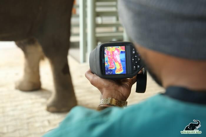 Radiography examination highlighting the poor joint condition of an elephant, conducted by Dr. Ilayaraja