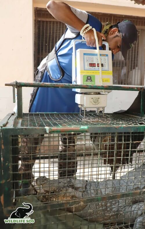 He can be seen conducting an X-Ray for a mugger crocodile with a fish-hook stuck in the upper jaw.