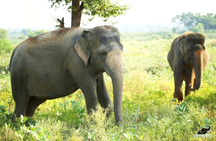 Rhea (front) and Mia (back) on their long walks around the Centre.