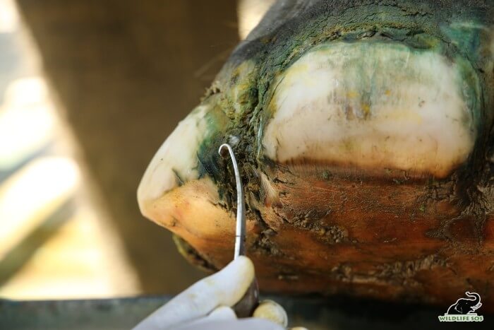 The deplorable condition of her foot pads require long term intensive treatment, the debris being cleared in the picture. 