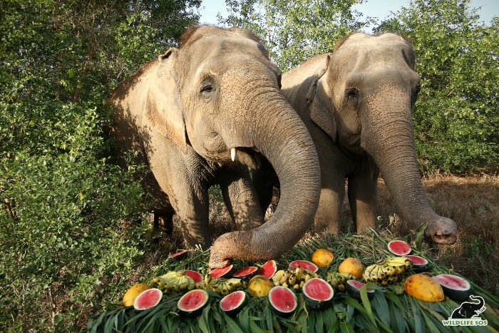 Rhea (L) and Mia (R) enjoying the fruit feast together!