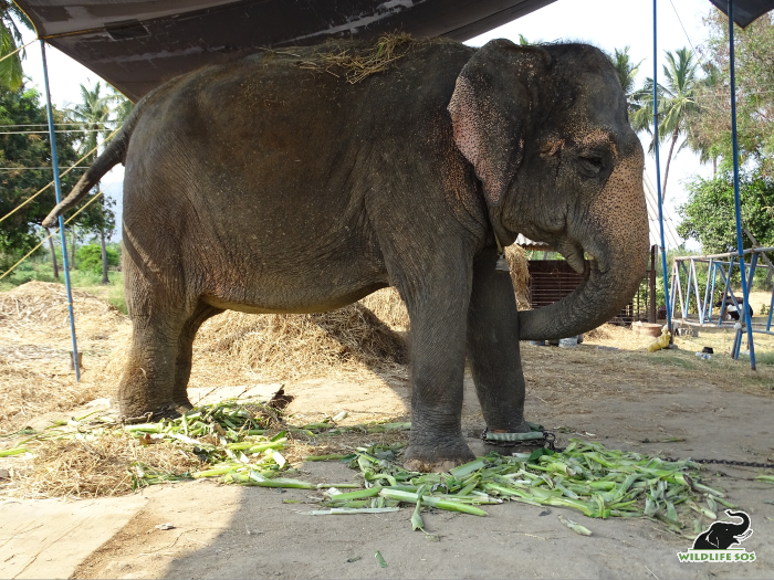 Rhea, five years ago, would spend most of her day like this, her foot rot hidden under the layer of fodder.