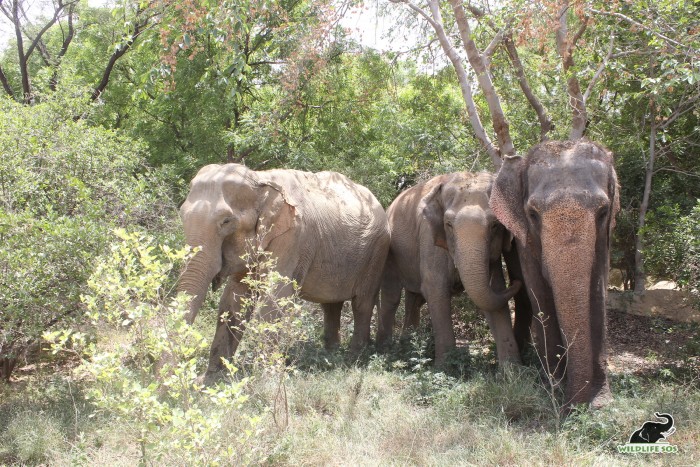 Sita, Mia and Rhea (L to R) were reunited at ECCC with no restrictions anymore! 