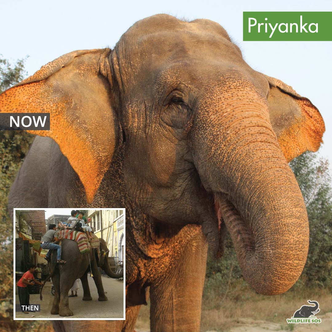 Priyanka's life has altered course after she was able to retire from a life of begging and joyrides. [Photo (C) Wildlife SOS/ Mradul Pathak]