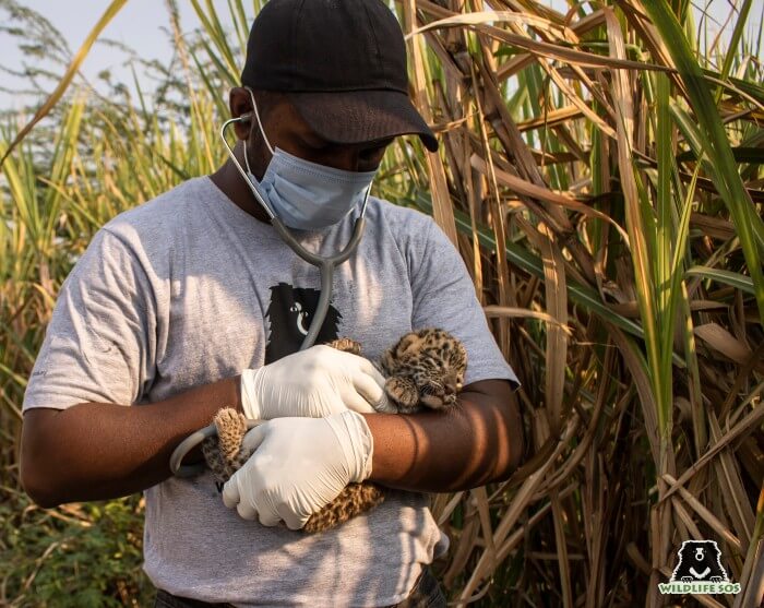 Dr. Nikhil Bangar with a rescued leopard cub, barely 30 days old, in Maharashtra.