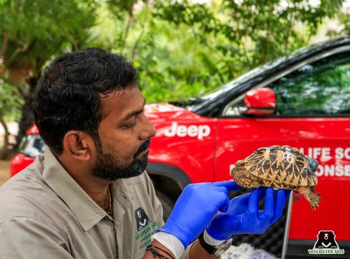 Dr. Arun installing geotag on Star Tortoises