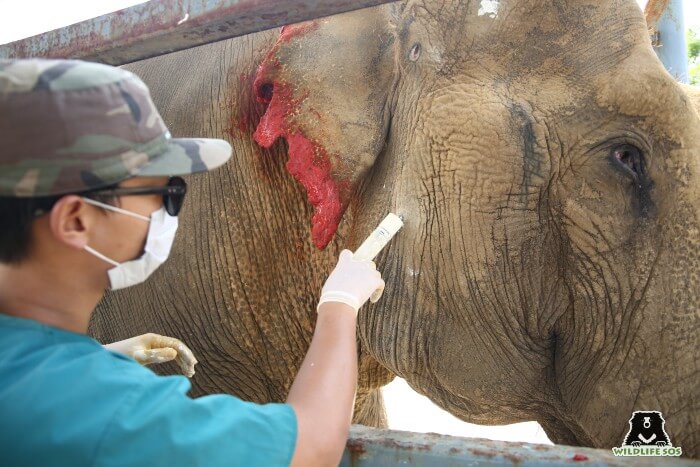 Dr. Tenzing providing treatment to Bhola's chronic injuries. 