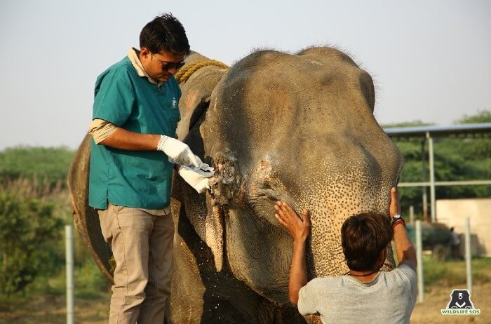 Dr. Pramod fondly remembers Bella for her strength and strong will.