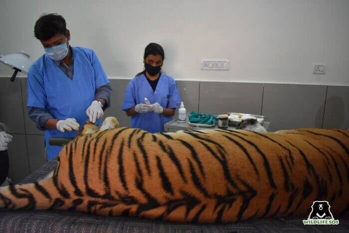 Dr. Pooja had also assisted Dr. Rajat in the treatment of a wild tiger in Bhopal, Madhya Pradesh.