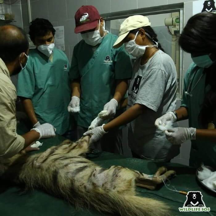 This particular incident of treating a hyena left an impact in Dr. Shivani's life. 