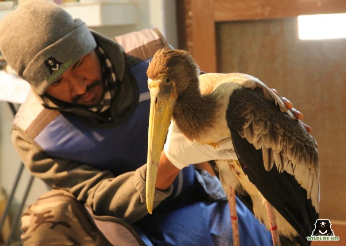 Dr. Ilayaraja treating a stork at the Agra Bear Rescue Facility. 