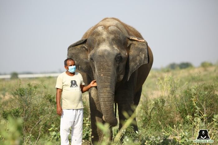 Suzy, the oldest elephant at ECCC, on a walk with her caregiver.