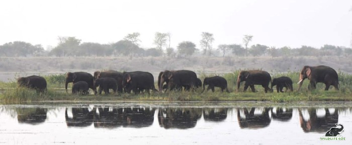 The herd by the Mahanadi riverside on a hot summer day.