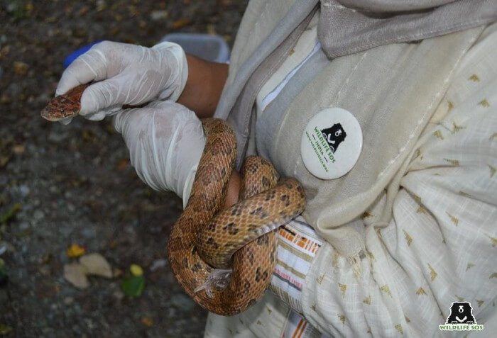 An Indian Rock Python right before it was released back into the wild.