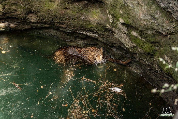 He managed to stay afloat, exhausted, with the help of a thick branch.