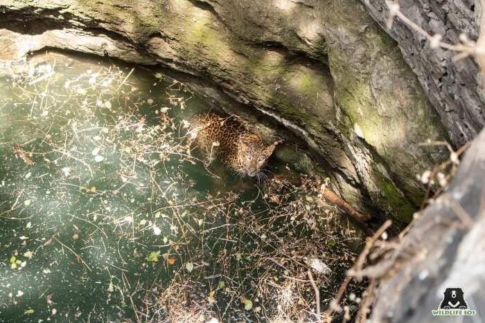 The leopard was possibly out on a nightly hunt when it fell victim to an uncovered well.