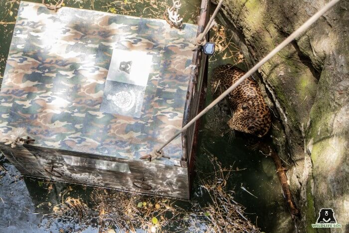 The leopard captured right before entering the trap cage to conclude a two-hour long rescue operation.