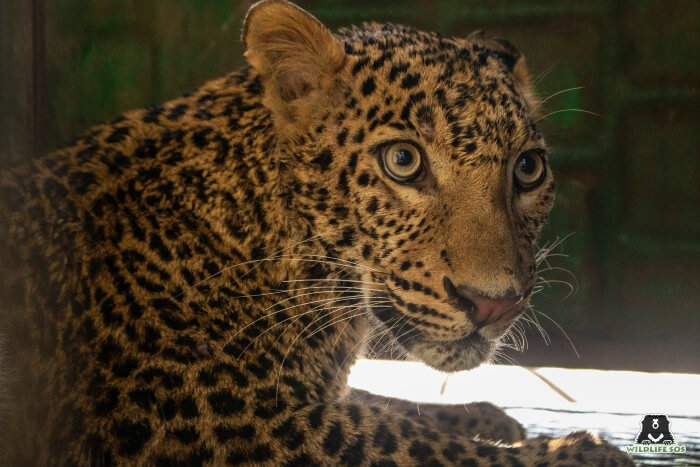 The leopard will be rendered the necessary medical treatment by the veterinary team at Wildlife SOS.