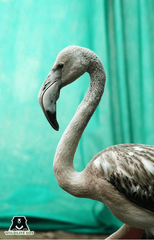 The flamingo received regular treatment by our veterinary team.