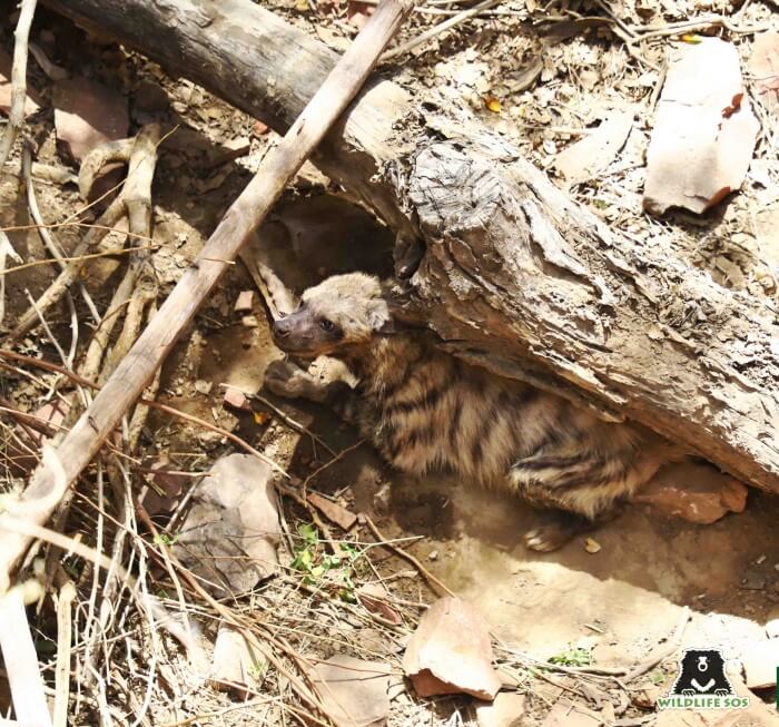 The hyena was a victim of a grave fall in an uncovered well.