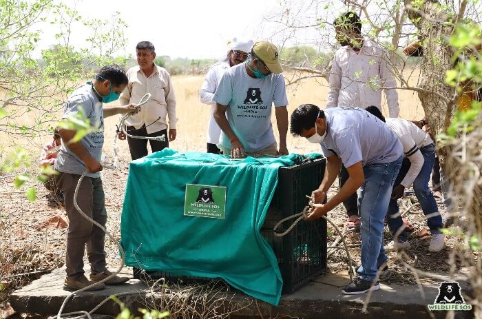 The hyena was safely rescued by Wildlife SOS and the Forest Department.