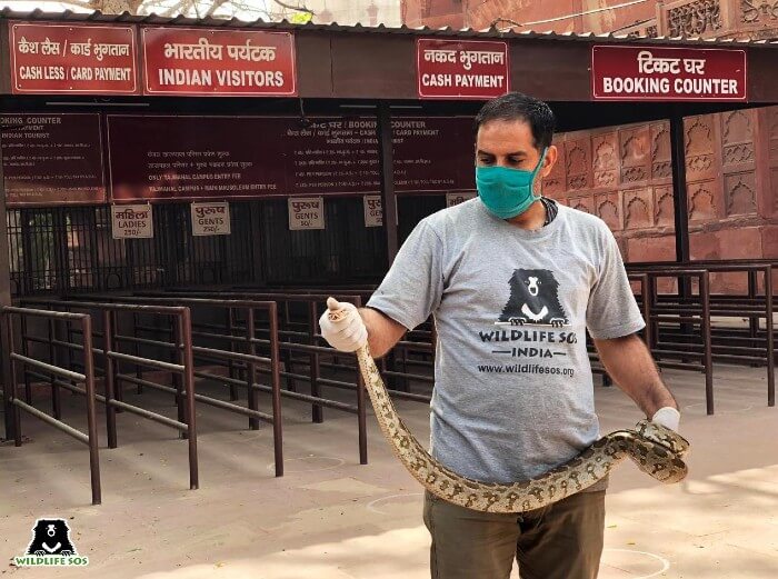 Wildlife SOS has rescued many reptiles and birds from Taj Mahal over the years.